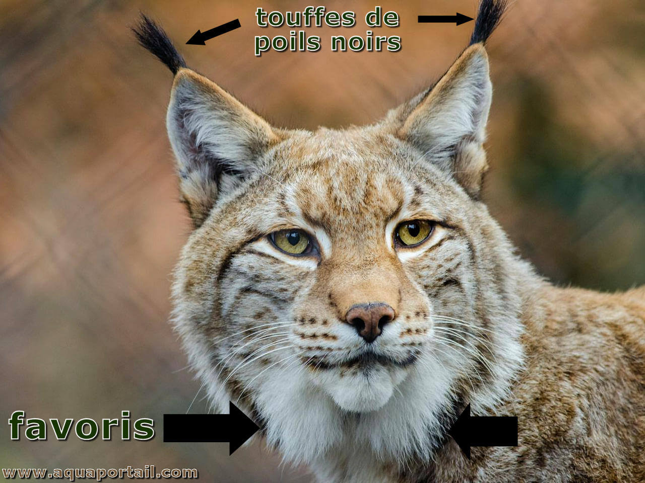 Lynx roux : taille, description, biotope, habitat, reproduction