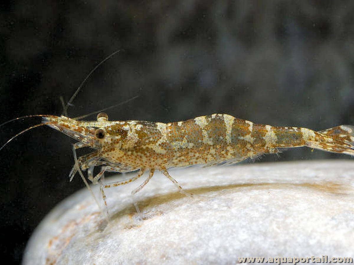 La crevette européenne, Atyaephyra desmarestii