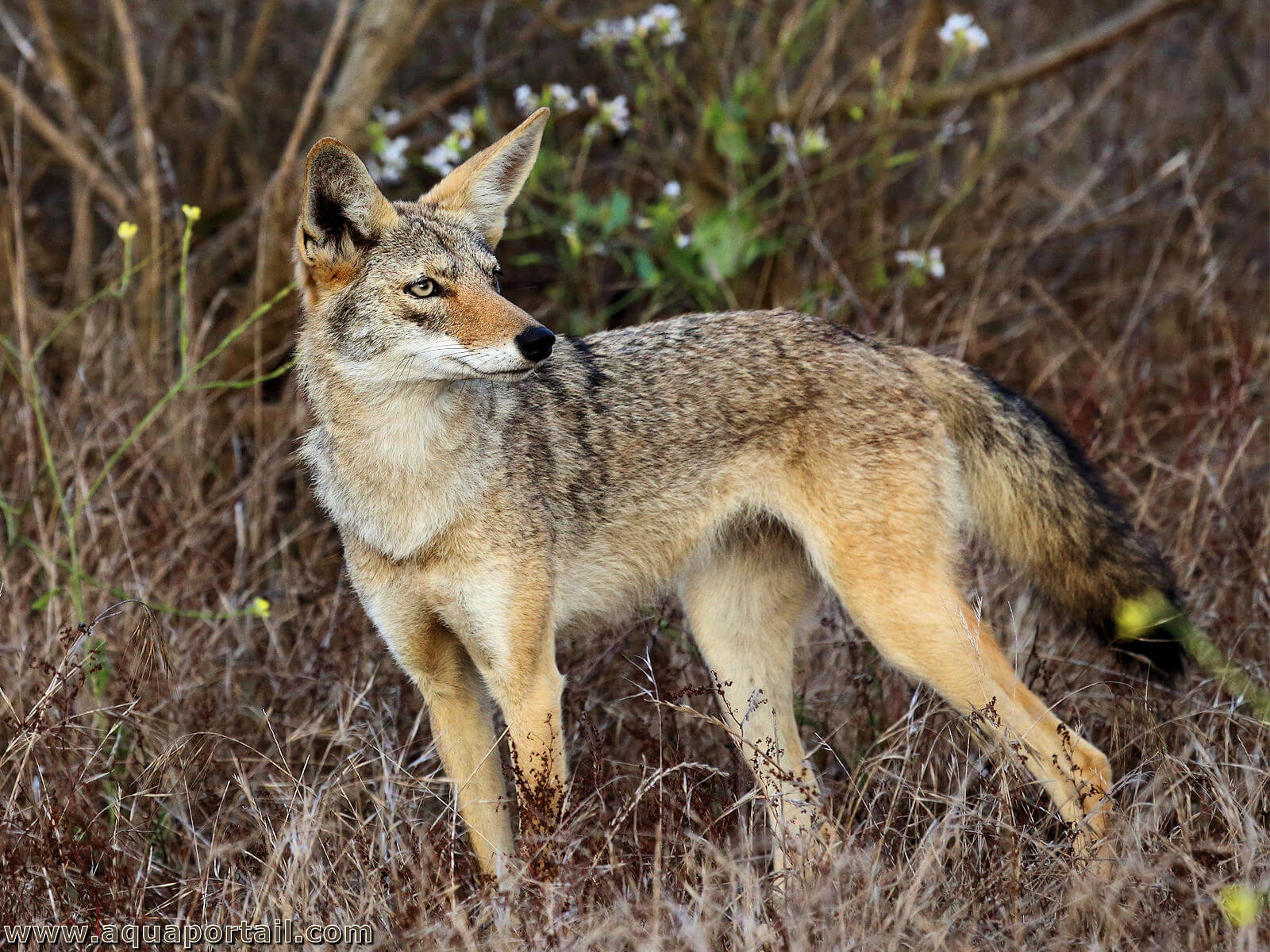 Le Coyote Canis Latrans