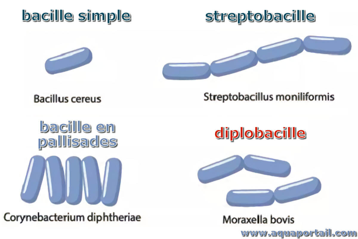 Streptobacille D finition Et Explications Streptobacille D finition Et Explications