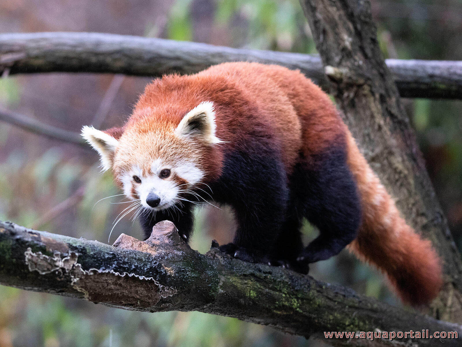 panda roux - ailurus fulgens - portrait. animal mignon reposant paresseux  sur un arbre. 4959839 Photo de stock chez Vecteezy