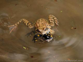 Amplexus de Rana temporaria avec Salamandra salamandra