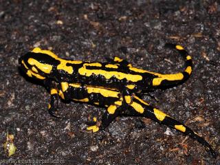 Deux salamandres tachetes Salamandra salamandra