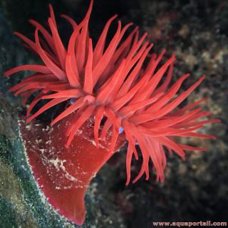 Une anmone-tomate Actinia equina