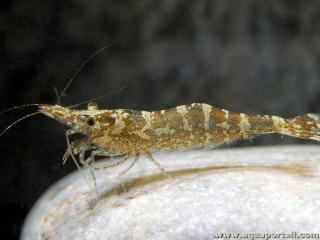 Atyaephyra thyamisensis en coloration brune