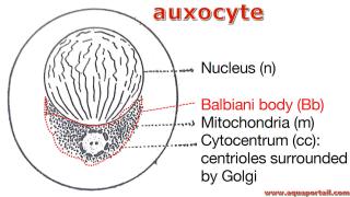 Auxocyte