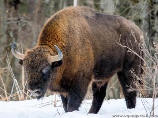 Un bison d'Europe Bison bonasus