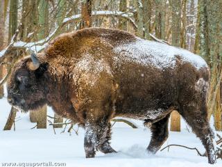 Bison (espce Bison bonasus)