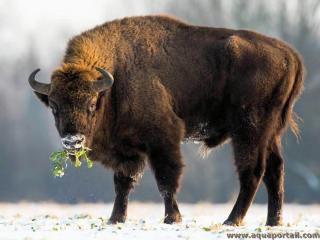 Bison d'Europe mle Bison bonasus