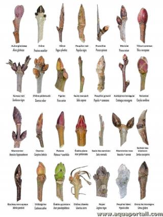 Types de bourgeons d'arbres