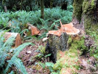 Braconnage forestier d'arbres au bois prcieux