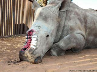 Braconnage d'un rhinocros blanc pour ses cornes
