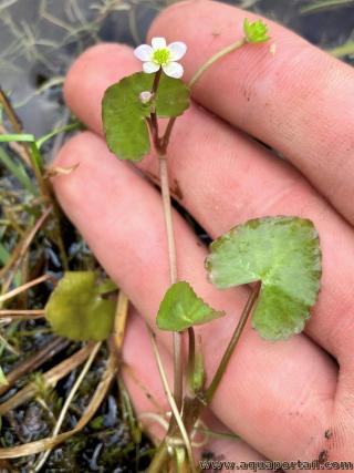 Caltha natans est une plante dlicate