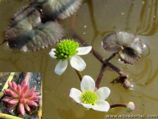 Fruits de Caltha natans