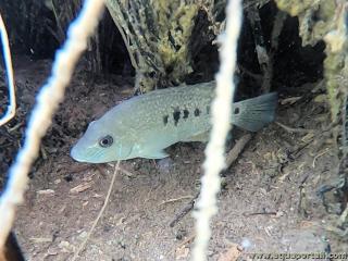 Un cclido Minkley Herichthys minckleyi