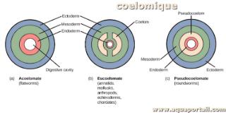 coelomique