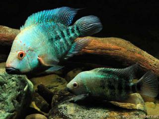 Pareja de Herichthys deppii con hembra cuidando la nidada