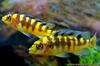 Pareja (couple) de Pseudotropheus crabro