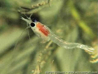Anomala de hemimysis de Mysis