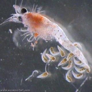 Hemimysis anomala est liberando sus larvas
