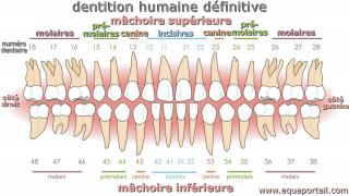 La dentition humaine avec les dtails de chaque dent
