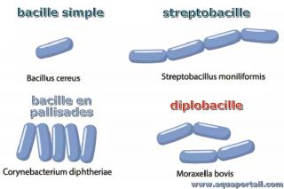 Bacille : définition et explications