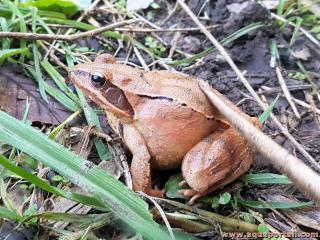 Femelle grenouille agile (Rana dalmatina)