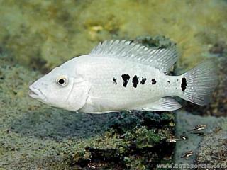 Una hembra de Herichthys minckleyi (blanca, color de desove)