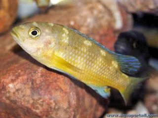 Una hembra del cclido avispn Pseudotropheus crabro