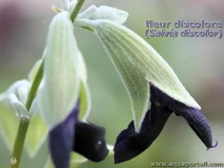 discolore