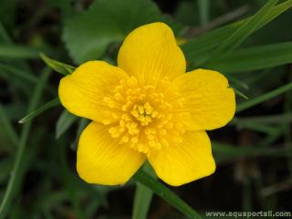 Fleur jaune de Caltha palustris en gros plan