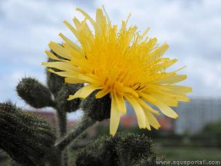 Fleur de Sonchus palustris