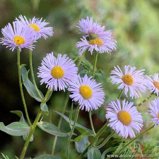 Les fleurs jolies et voyantes d'Erigeron speciosus