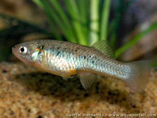 Gambusia alvarezi hembra