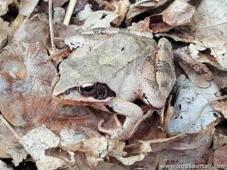 Une grenouille agile Rana dalmatina