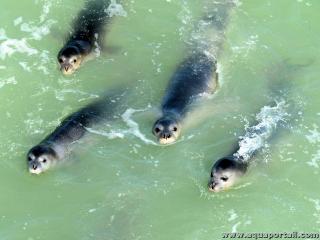 Groupe de phoques moines Monachus monachus en train de nager et chasser