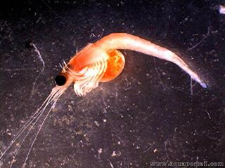 Mysidae Hemimysis anomala