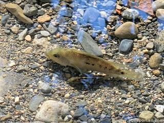 Herichthys cyanoguttatus : femelle et juvnile dans l'eau d'une rivire