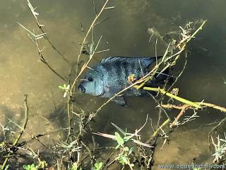 Herichthys cyanoguttatus dans son milieu naturel