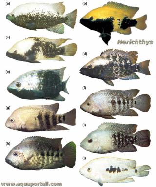 Herichthys : gnero con 10 (de 11) especies