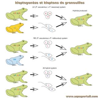 Kleptogense chez la grenouille Pelophylax esculentus