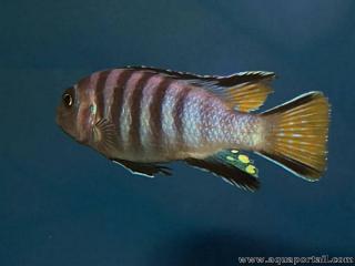 Un macho de Maylandia flavicauda