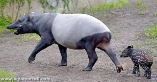 Une mre et son jeune (Tapirus indicus)