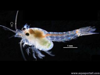 Mysida (espèce Heteromysis domusmaris)