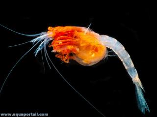 Mysidae (especie Mysis diluviana)