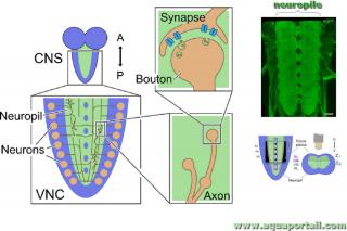Neuropile et synapse