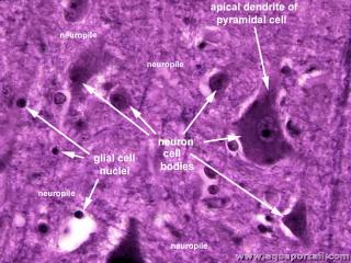 neuropile