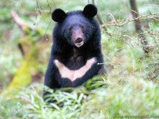 Un ours  collier Ursus thibetanus