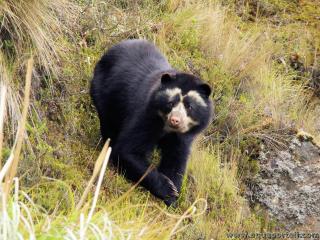 Un ours  lunettes Tremarctos ornatus dans son environnement andain