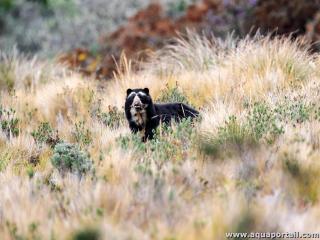 L'ours  lunettes Tremarctos ornatus dans la nature